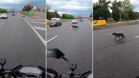 Motociclista rescató a un perrito en plena autopista y se hizo viral