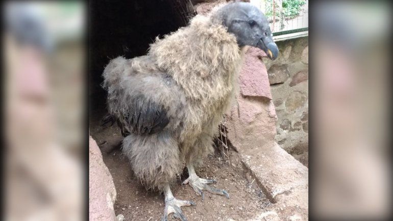 Dos pichones de cóndor serán rehabilitados para integrarse a la naturaleza