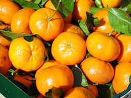 Estados Unidos sigue sin autorizar el ingreso de cítricos dulces argentinos a su mercado. Estados Unidos sigue sin autorizar el ingreso de cítricos dulces argentinos a su mercado.