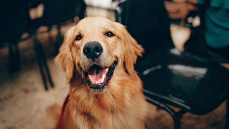 El video de la brillante mascota enternece a todos en YouTube