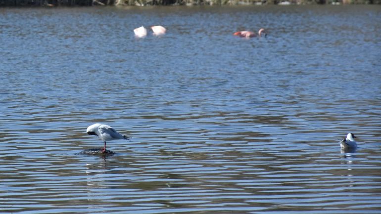 En los últimos días volvieron a aparecer unas pocas aves en la laguna de Trelew. En los últimos días volvieron a aparecer unas pocas aves en la laguna de Trelew.