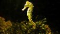 el caballito de mar esta en peligro de extincion