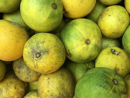 El “greening” de los cítricos, una de las enfermedades más destructivas que afectan a la citricultura global. El “greening” de los cítricos, una de las enfermedades más destructivas que afectan a la citricultura global.