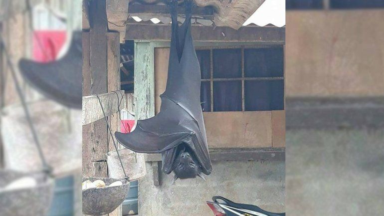 Terror en las redes: conocé al murciélago diadema