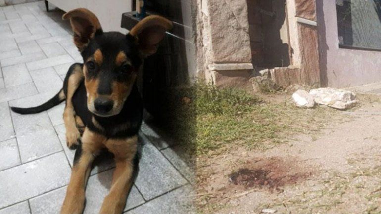 El hombre le disparó a Kika delante de su dueño