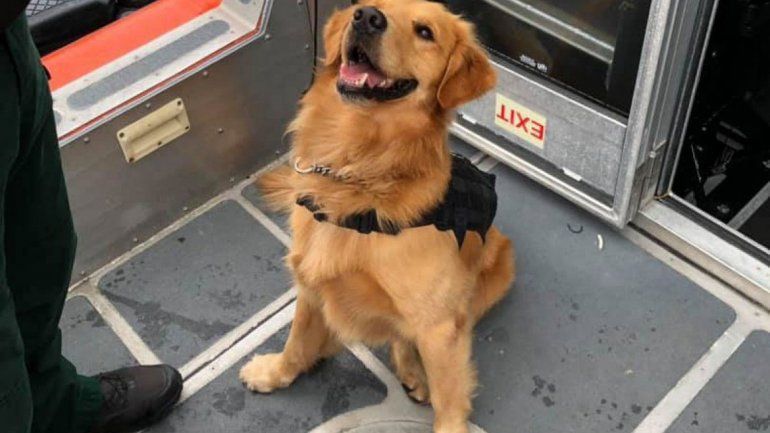 Perro policía sufrió una sobredosis al descubrir droga