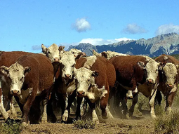 La ganadería de la Patagonia, otra vez bajo una nube de incertidumbres. La ganadería de la Patagonia, otra vez bajo una nube de incertidumbres.