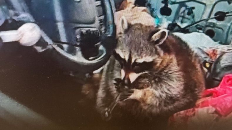 La Policía de Springfield se llevó una gran sorpresa cuando encontró a un mapache con una pipa de metanfetamina en la boca.