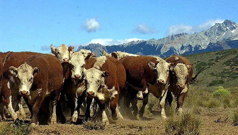 La ganadería de la Patagonia se mantiene por el enorme esfuerzo que hacen los productores.
