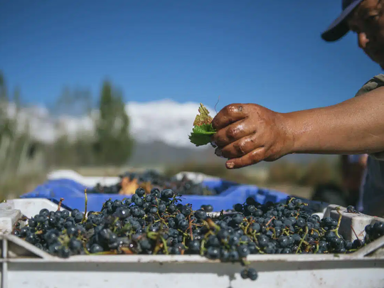 Levaduras silvestres más fuertes que las inoculadas