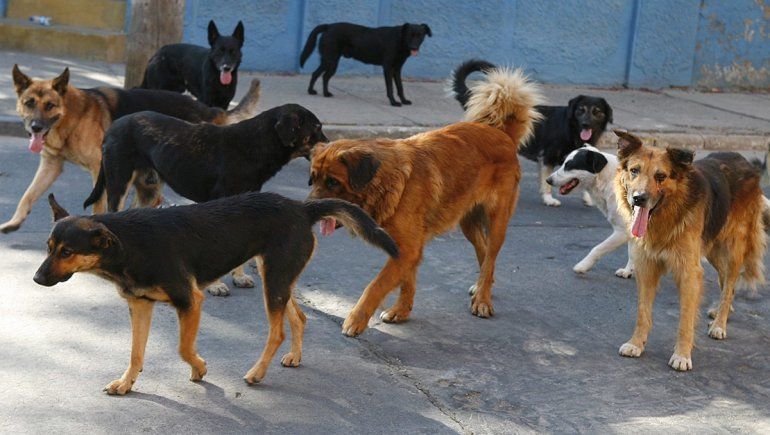 Los perros de un vecino matan a un nene de 2 años