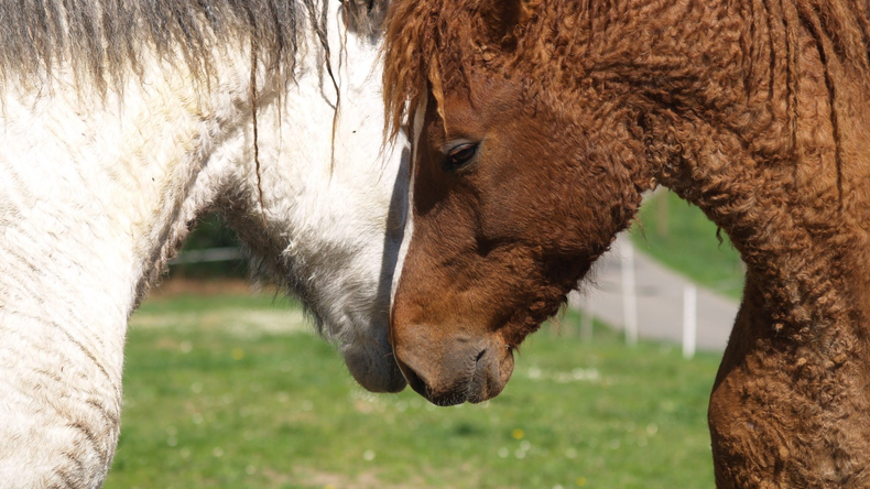 Los caballos enrulados de Maquinchao, en riesgo. Foto: @curlycoatsequestrian