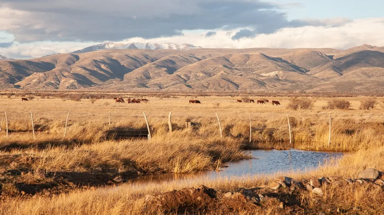 Emergencia y soluciones: Financiamiento favorable, capacitación en destete precoz y ajuste de cargas. Buscan distribuir aguadas para optimizar el uso del pasto.  | LM Neuquen Emergencia y soluciones: Financiamiento favorable, capacitación en destete precoz y ajuste de cargas. Buscan distribuir aguadas para optimizar el uso del pasto.