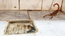 Efecto inesperado de El Niño: aparecen alacranes en las casas por las intensas lluvias. Efecto inesperado de El Niño: aparecen alacranes en las casas por las intensas lluvias.