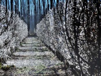 Los valles irrigados de Vaca Muerta y la Confluencia, epicentro de la producción frutihortícola de Neuquén.&nbsp;
