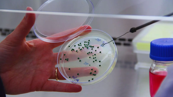 CoMIM del INTA: banco microbiano que resguarda el patrimonio enológico argentino y posiciona innovación global. CoMIM del INTA: banco microbiano que resguarda el patrimonio enológico argentino y posiciona innovación global.