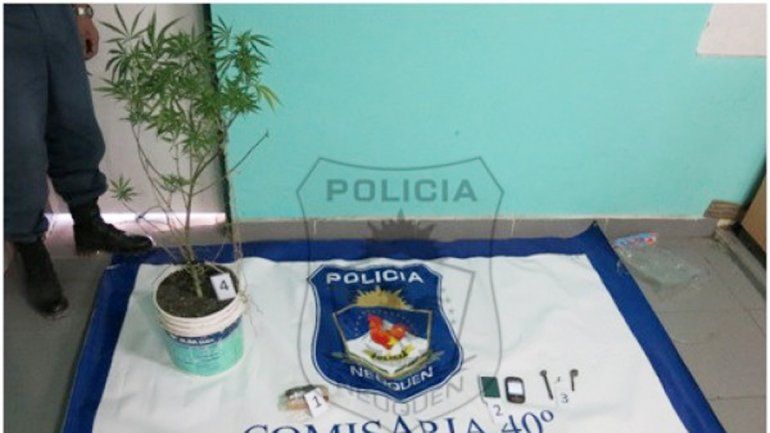 Una de las plantas de marihuana incautadas durante el allanamiento.