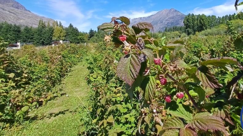 Las condiciones agroclimáticas de la Comarca Andina contribuyen con la calidad de la fruta. Foto: gentileza emprendimiento Del Cielo.