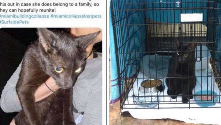 Un gato negro sobrevivió al derrumbe del edificio