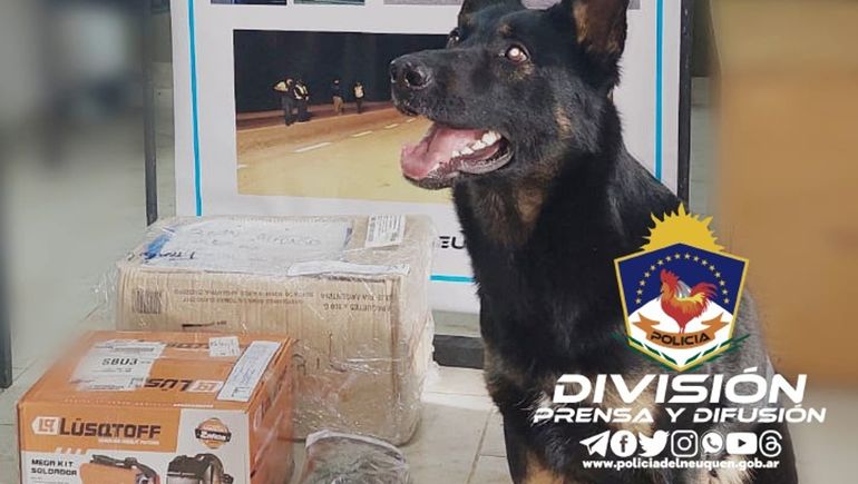 La perra Bettina marcó una caja con medio millón en marihuana