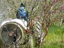 El estudio revela que cada pieza contenía una media de tres pesticidas distintos y que el 93% tenía al menos un residuo detectable.