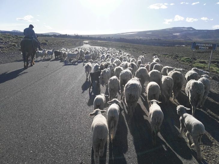 Esta práctica mueve unos 580.455 animales según datos que maneja la secretaría de Producción e Industria. Esta práctica mueve unos 580.455 animales según datos que maneja la secretaría de Producción e Industria.