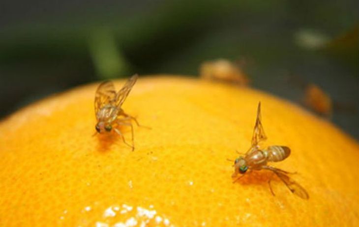 Mosca de los frutos, un plaga que restringe el comercio internacional. Mosca de los frutos, un plaga que restringe el comercio internacional.