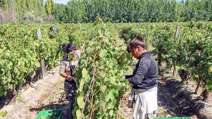 Mecanización en el viñedo: una cosechadora mecánica puede reemplazar a 40 obreros. Mecanización en el viñedo: una cosechadora mecánica puede reemplazar a 40 obreros.