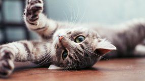 Se enojó con su vecina y por venganza le disparó al gato