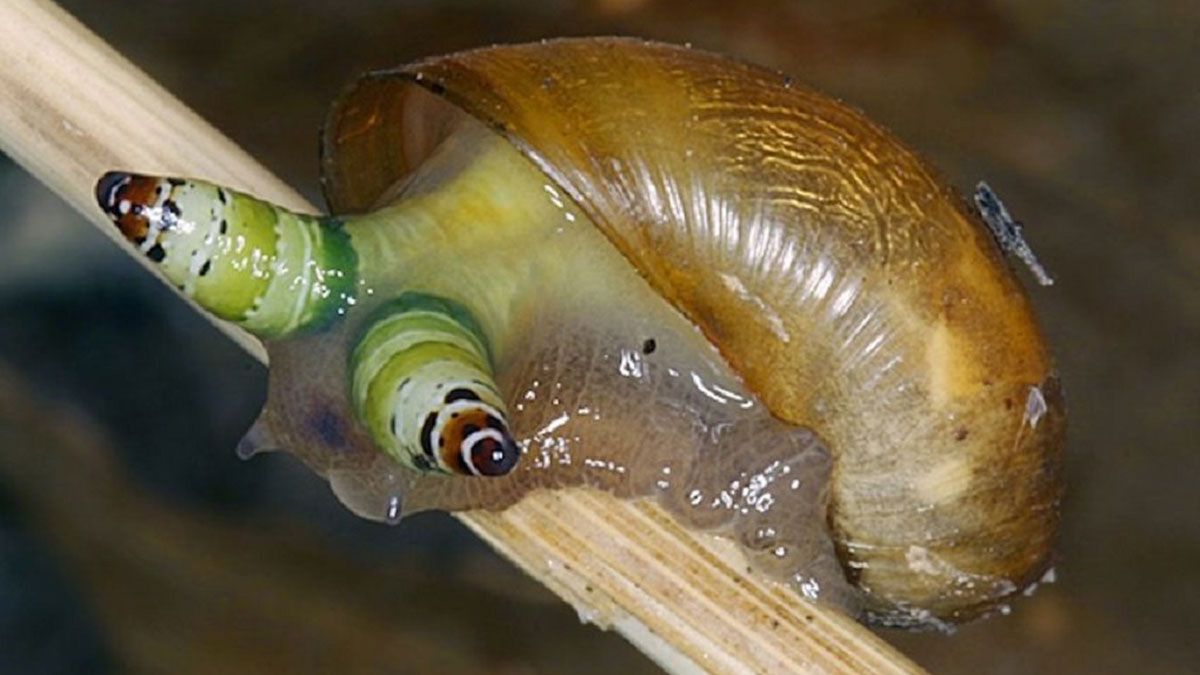 La explicación del caracol zombie que se hizo viral