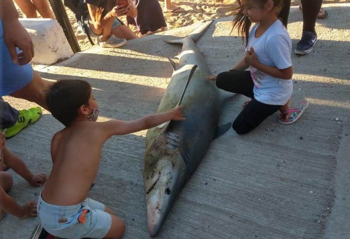 Nota sorpresa causó la aparición del tiburón en la playa de San Antonio. 