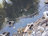 Restos de la faena clandestina muy cerca de un brazo del río Neuquén. Foto: Policía de Río Negro.