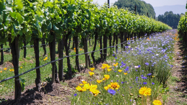 El vino orgánico argentino crece en el mundo, pero cae en casa.