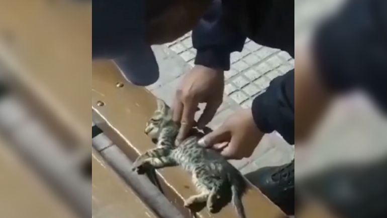 El video mostró como la maniobra de RCP del policía permitió que el gatito siguiera con vida.