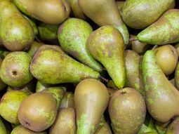 Pera Conference, una variedad muy demandada en Europa. Pera Conference, una variedad muy demandada en Europa.