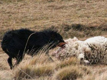 En Tierra del Fuego, el 70% del área productiva ya registra presencia de perros asilvestrados.