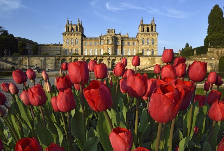 El Palacio de Blenheim, en Inglaterra, donde se produjo el robo del inodoro de oro. El Palacio de Blenheim, en Inglaterra, donde se produjo el robo del inodoro de oro.