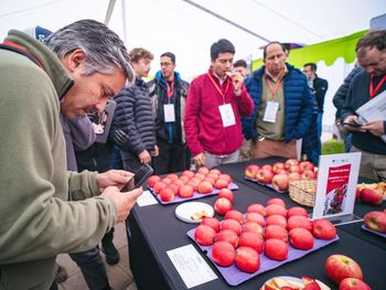 Las olas de calor ya están afectando la calidad de la fruta y la rentabilidad del negocio, impulsando la búsqueda de nuevas tecnologías y variedades más resistentes. Las olas de calor ya están afectando la calidad de la fruta y la rentabilidad del negocio, impulsando la búsqueda de nuevas tecnologías y variedades más resistentes.