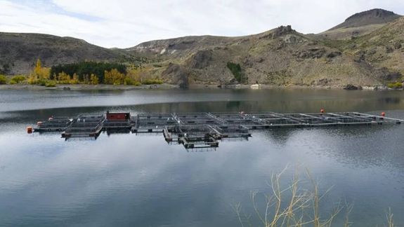 Neuquén se posicionó como la principal exportadora de truchas del país