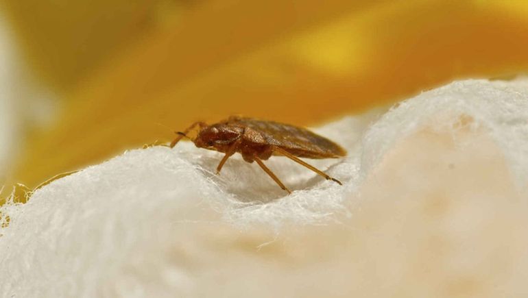 Francia invadida por chinches Francia invadida por chinches