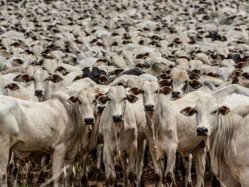 El informe del USDA anticipa una producción cercana a 12,5 millones de toneladas en 2026, por debajo de los máximos recientes. La menor oferta exportable podría influir en los precios globales. El informe del USDA anticipa una producción cercana a 12,5 millones de toneladas en 2026, por debajo de los máximos recientes. La menor oferta exportable podría influir en los precios globales.