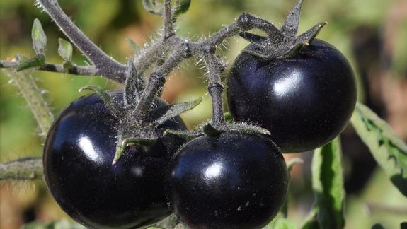 Tomate negro: ¿superalimento o experimento genético?