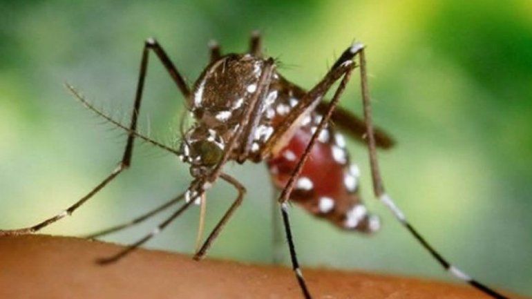 Confirman que un cipoleño murió por fiebre amarilla: es el primer caso fatal del país