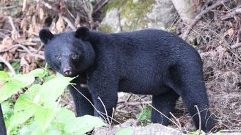 Japón aprobó nuevas medidas para frenar los ataques de osos a humanos: más cazadores y vallas eléctricas Japón aprobó nuevas medidas para frenar los ataques de osos a humanos: más cazadores y vallas eléctricas