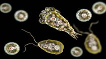 La ameba “comecerebros”, puede causar una infección grave que afecta el sistema nervioso central. La ameba “comecerebros”, puede causar una infección grave que afecta el sistema nervioso central.