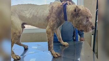 encontraron a un perro con un bozal de puas en la barda encontraron a un perro con un bozal de puas en la barda