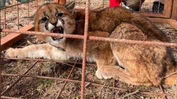 un vecino se encontro con un puma que cruzaba la ruta: asi intervino fauna un vecino se encontro con un puma que cruzaba la ruta: asi intervino fauna