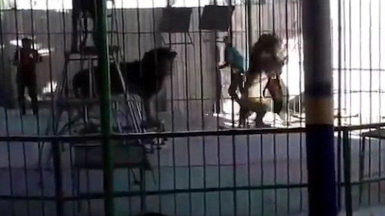 El animal lo atacó como si Shaheen Islam