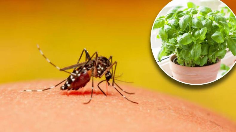 La platnat es una opción que ahuyenta mosquitos y a la vez decora interiores y balcones durante el verano.