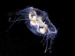 La medusa de agua dulce Craspedacusta sowerbii fue vista en lagos de Bariloche. La medusa de agua dulce Craspedacusta sowerbii fue vista en lagos de Bariloche.
